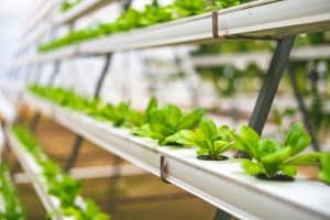 The Innovative Mindset for Sustainable Career Growth