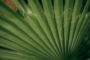 Understanding the Nuanced World of Environmental Law