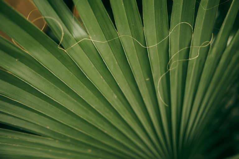 Understanding the Nuanced World of Environmental Law